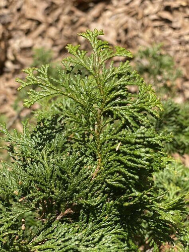 Chamaecyparis obtusa 'Jade' - mapleridgenursery
